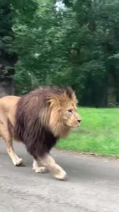 A beautiful lion walking past the road &amp;lt;3