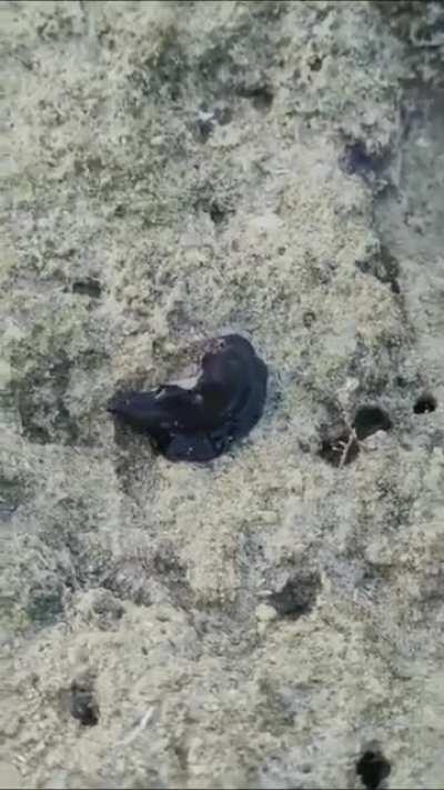 🔥 Marine flatworm engulfs a crab