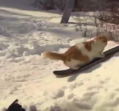 This snowboarding cat showing off his moves