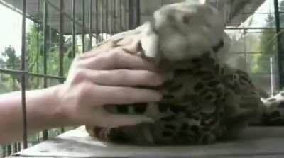 Rescued leopard demanding head scritches from their caretaker