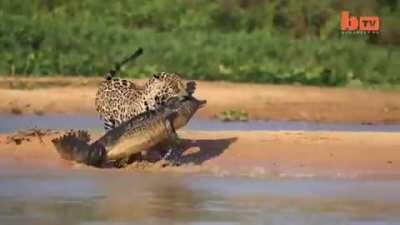 ? Jaguar ambushes caiman, Pentanal wetlands of Brazil : n...