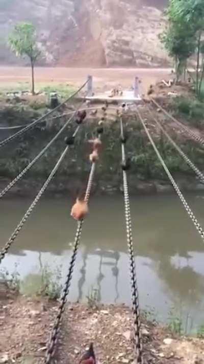 Bridge made for chickens to cross small river