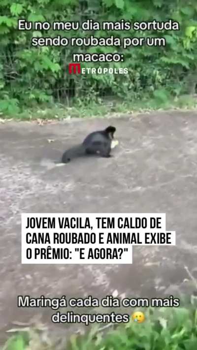 Macaquinho rouba caldo de cana em Maringá