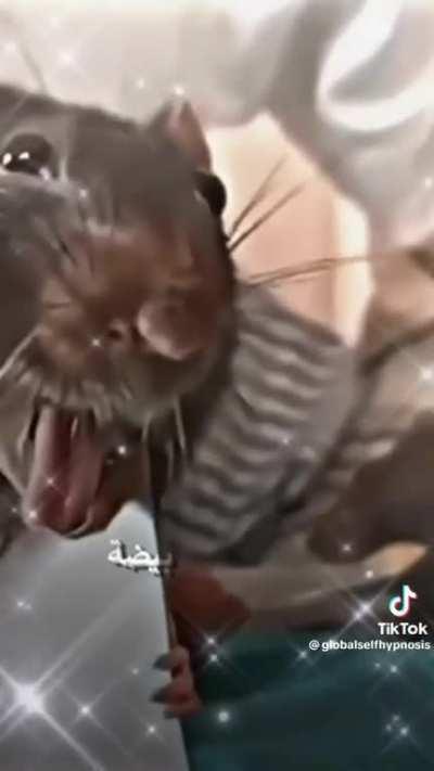 burping rat tiktok meme template