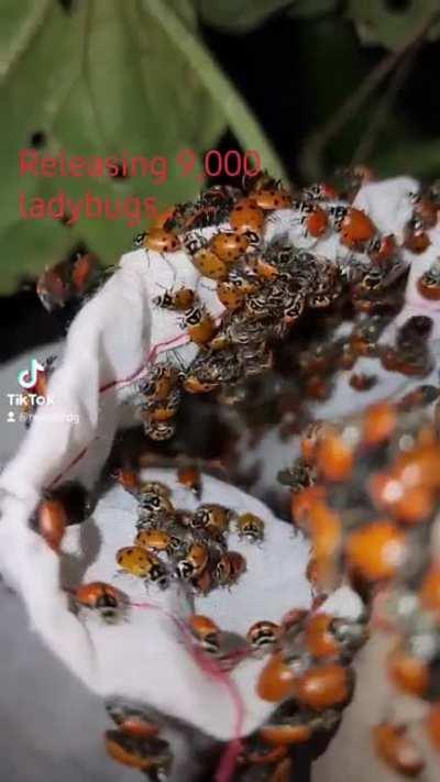 If you've ever wondered what 9,000 lady bugs looks like... 