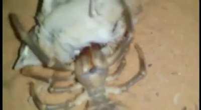 [GIF] Solifugid (Camel Spider) feasting on a bird