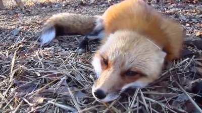 cute fox.