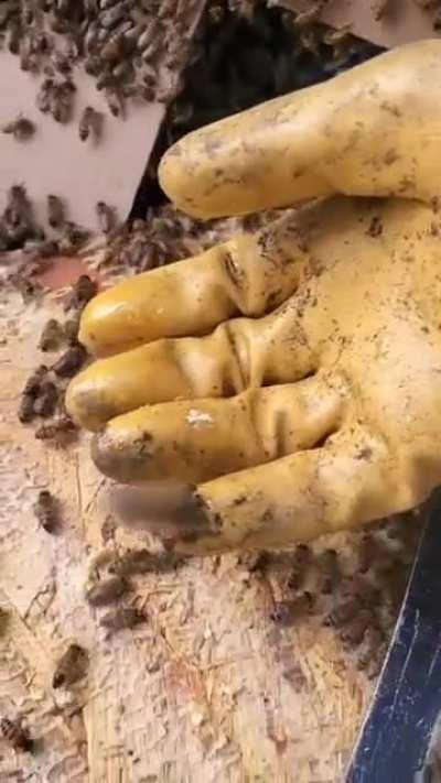 This family found they had a colony of 50,000 bees under their shed. Rather than exterminate them, they had beekeepers come in and relocate them