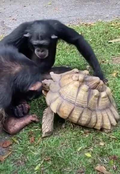 Monke Feed Turtle