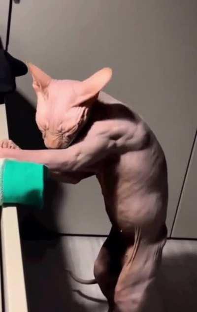 🔥 Hairless Cat Cleaning Itself