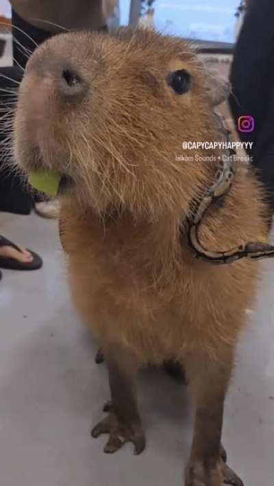 capybara