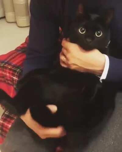 A flabby black cat