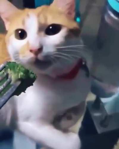 Broccoli, meet cat