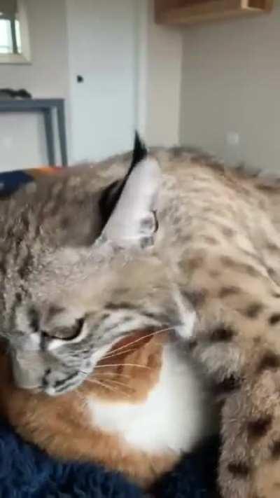 Bobcat + Kitty