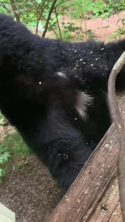 Man finds a bear at his window