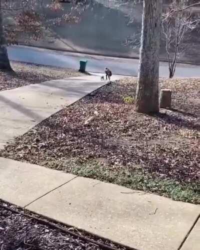 Doggo can't wait for his tiny human to come home from school