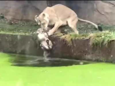 mother lion desperately saves her cub from drowning