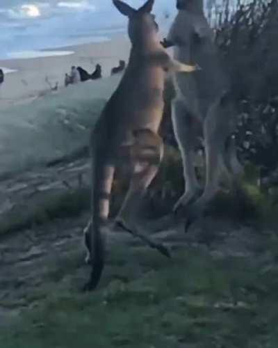 Two bouncy bois fight at the beach