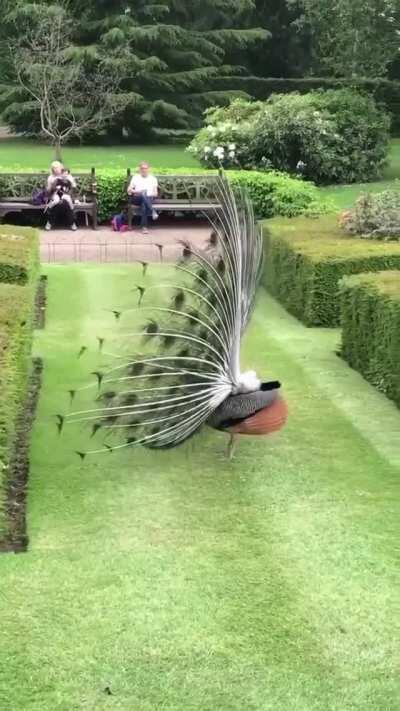 🔥 This stunning peacock display