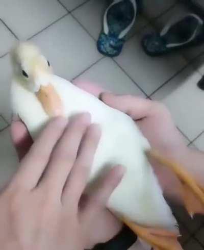 Pet the duck