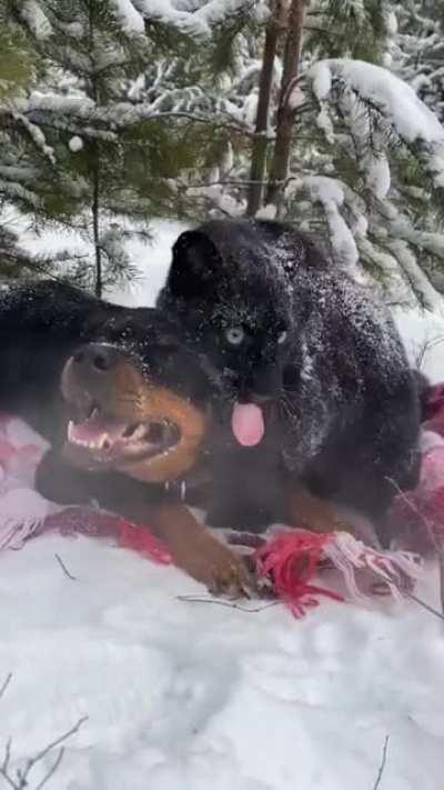 Panther Grows Up With A Human And Rottweiler