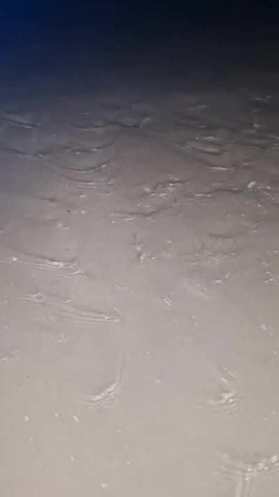 what are these little sea creatures on the beach at night in brazil?