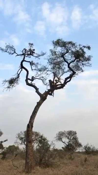 🔥 Monkey playing life game with Leopard