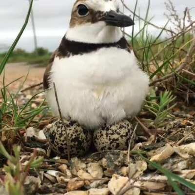 The way this bird keeps her eggs warm