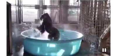 I cannot stress how important it is that you watch this gorilla bathe-dancing to Maniac.