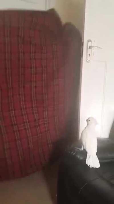 Parrotโs terror