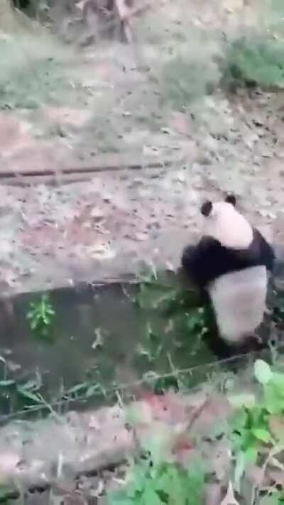 Panda reminding us why they’re endangered