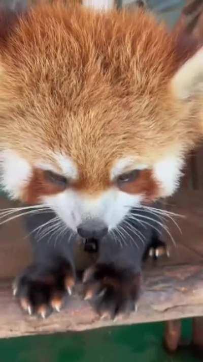 Red Panda enjoying his treats