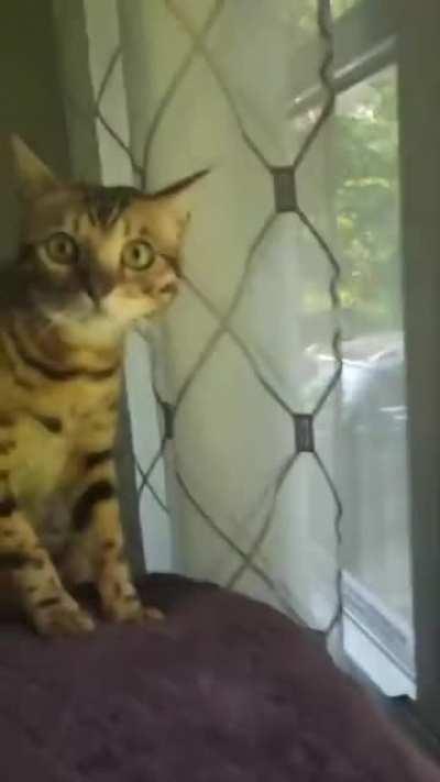 Cat Sees Bear For the First Time