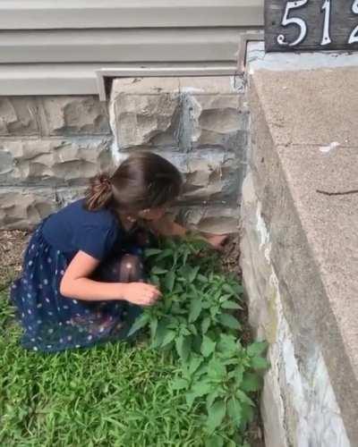 WCGW trying to save a frog