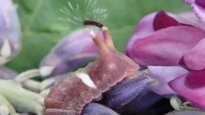 Caterpillar uses retractable spikes to fight.