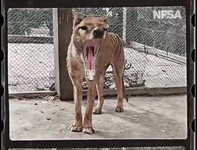 Color video of the Tasmanian tiger, the last of its kind. This species became completely extinct 85 years ago!