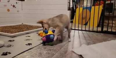 Puppy playing with a Bumble Ball