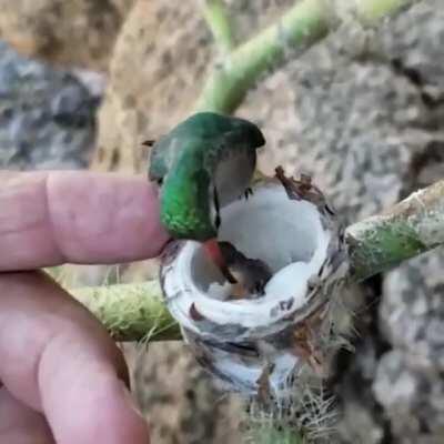 Hummingbird feeding its babies