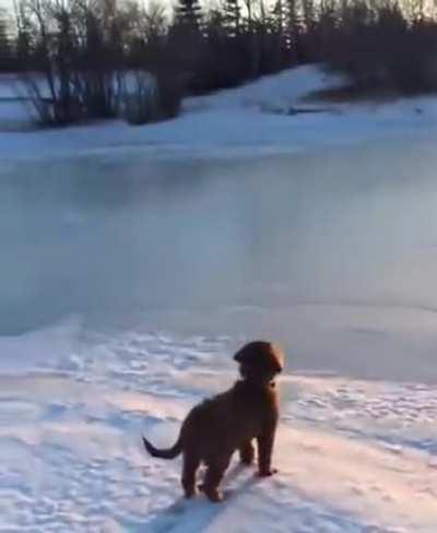 Puppy Exploring And Seeing His First Sunset