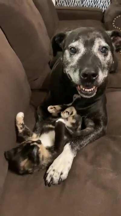 This old boy thinks we adopted the new kitten just for him.