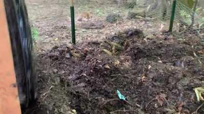 Super-turning my compost pile