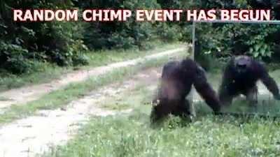 RANDOM CHIMP EVENT HAS BEGUN