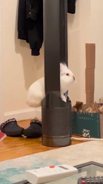 Anyone else’s rabbit love a ride in the Dyson?