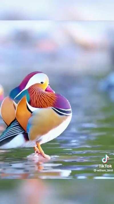 Mandarin duck