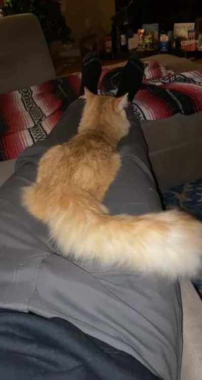 My tail has a cat