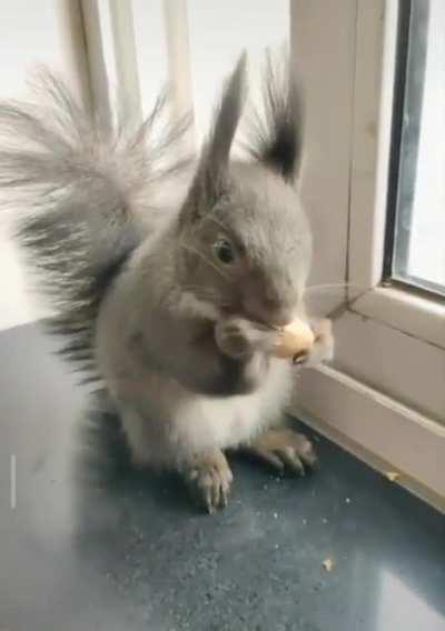 A squirrel who brings some dried seeds to trade for nuts