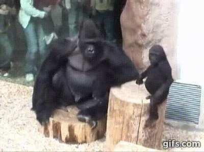 Gorilla dad punches son