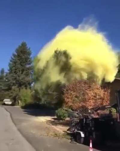 The Amount Of Pollen Released By This Falling Tree