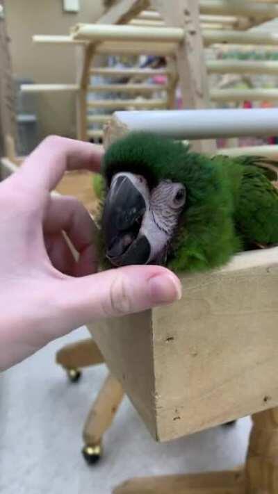 Met this cutie at my local bird store. It took everything in me not to buy him.