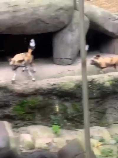 African Painted dogs notice a visitor's service animal